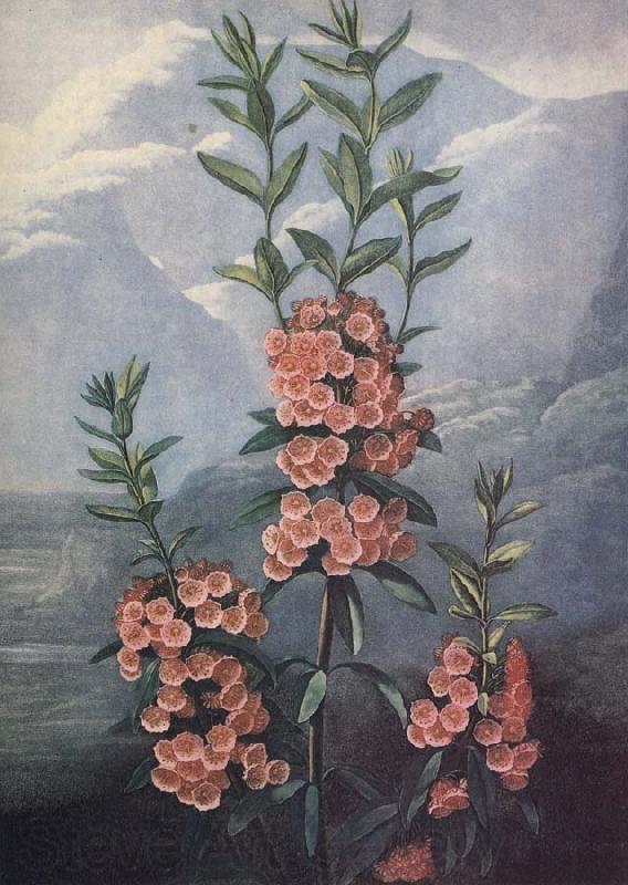 unknow artist slaktet kalmia ar uintergrona buskar med vackra blommor och dekorativt finns sju arter i stra nordamerika France oil painting art